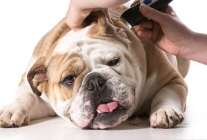 Merryfield Pet Grooming School in Florida Teaches Students Proper Ear Care