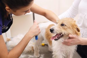 Merryfield School Of Pet Grooming