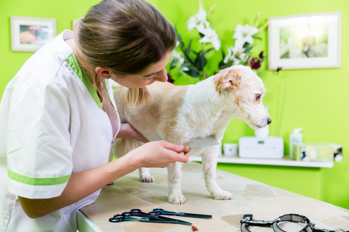 What to Look for In a Pet Grooming School